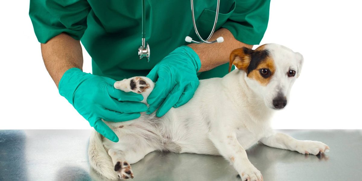 Documento 1 - Enfermedades Transmitidas por Garrapatas a Perros y Gatos